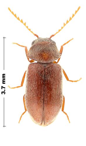 Lasioderma sp.